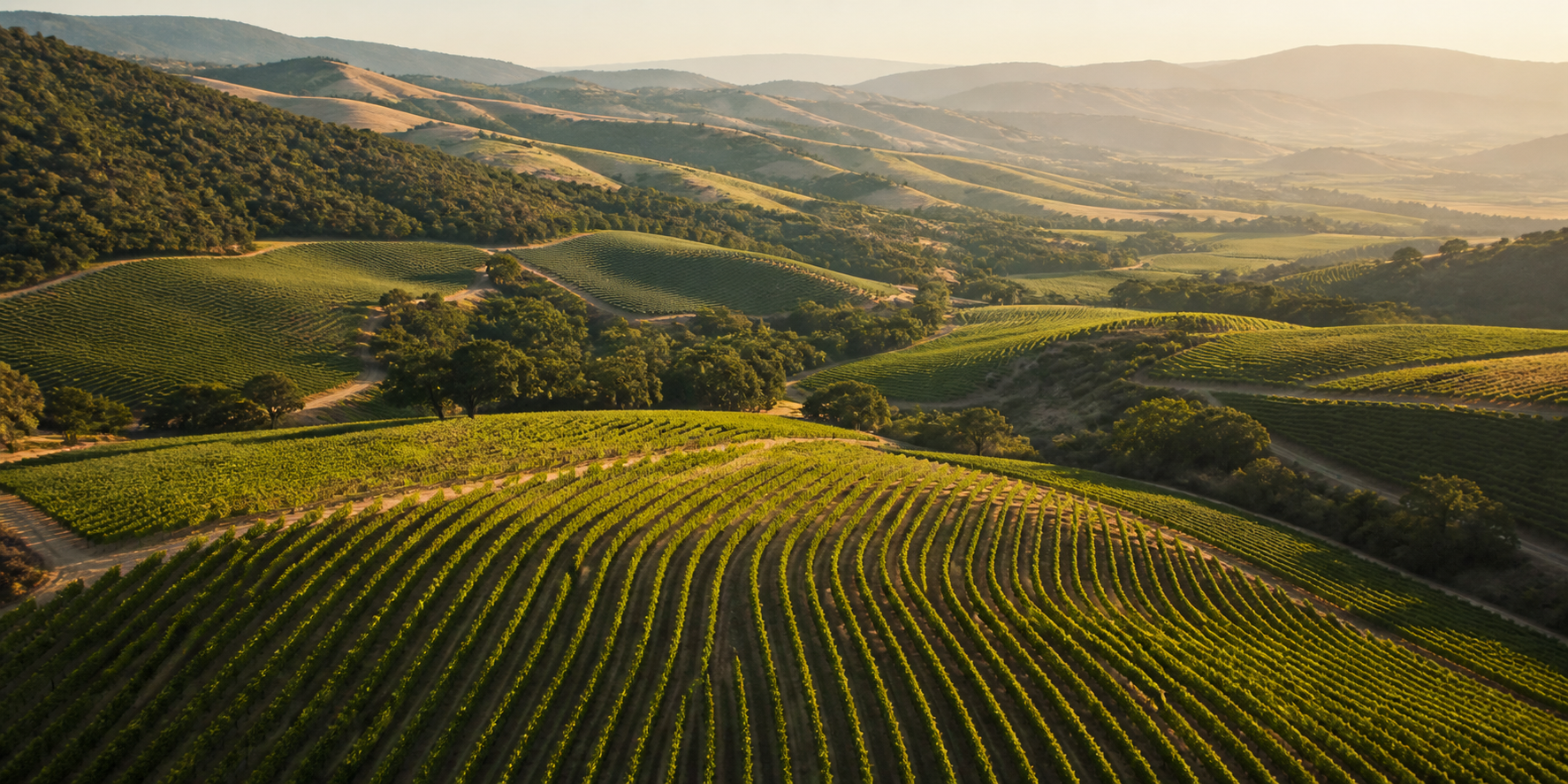 Aerial view of vineyard rows across rolling hills
